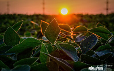 Sunset Soybeans