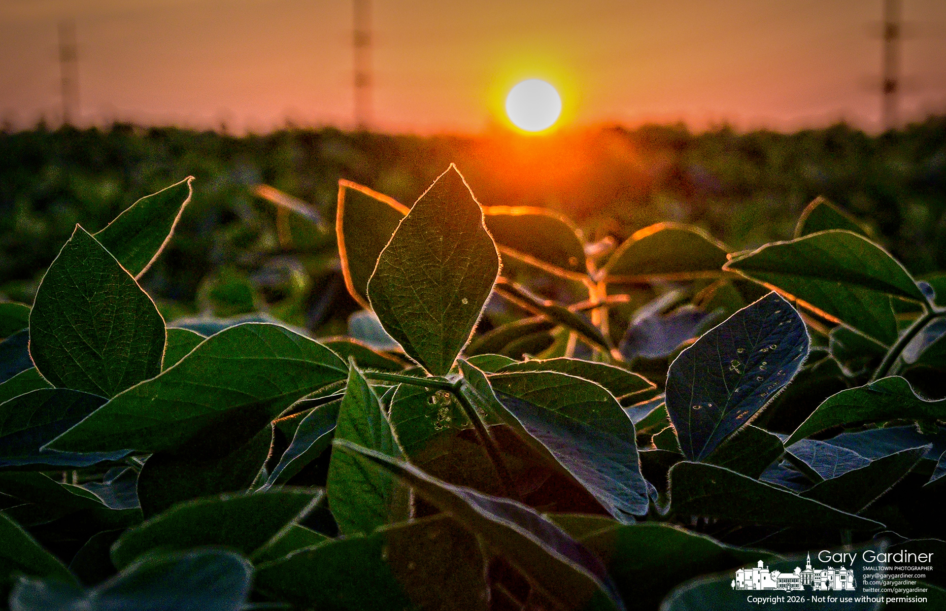 The setting summer sunlight collects the fine hairs on the leaves of soybean plants in one of the Yarnell Farm fields. (My Final Photo for July 7, 2026. Photo by Gary Gardiner)