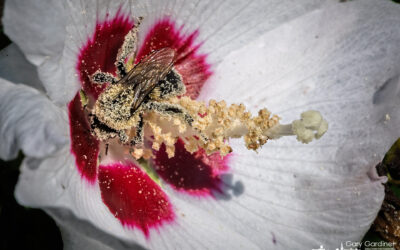 Potent Pollinator