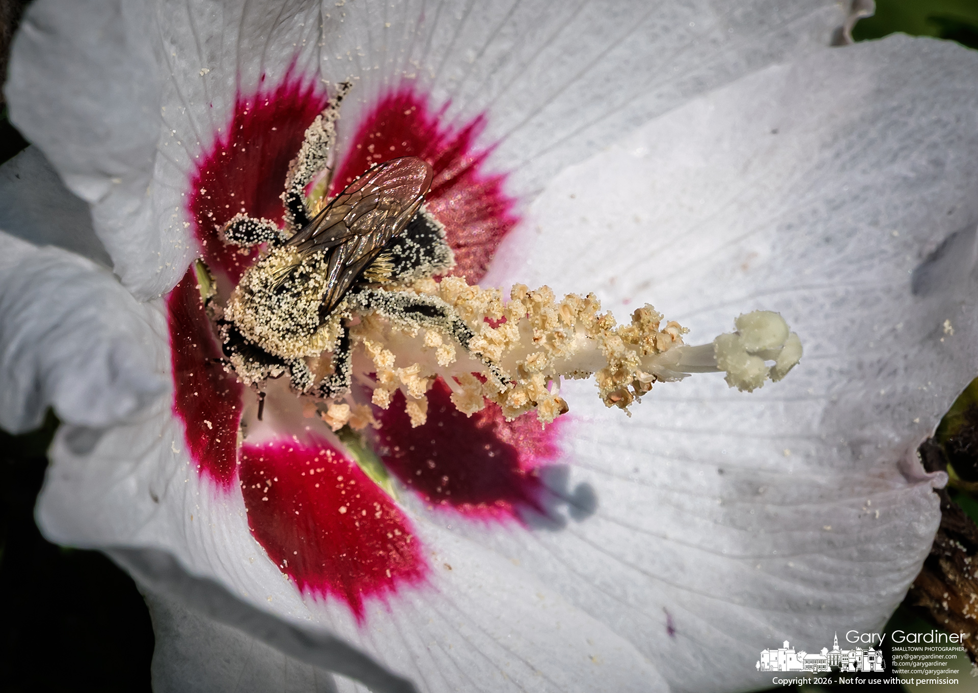 A carpenter bee is coated in Rose of Sharon pollen as it reaches into the base of the flower to collect nectar. The action requires it to straddle the pollen-laden pistil, where its continuous movement helps pollinate the flower. (My Final Photo for August 18, 2026. Photo by Gary Gardiner)