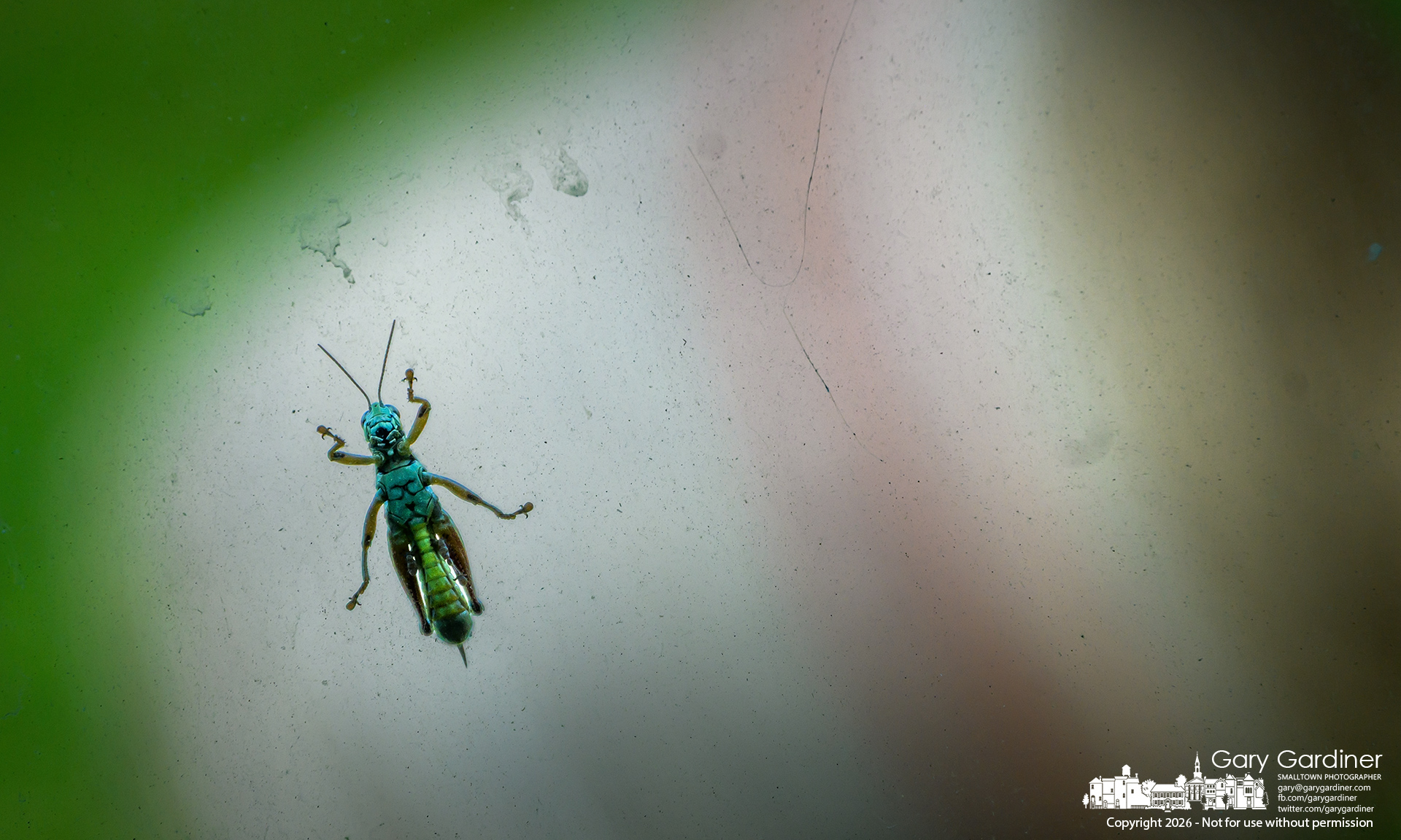 A grasshopper peers into the cabin of a tractor cutting the grass that was its home for the week. (My Final Photo for August 27, 2026. Photo by Gary Gardiner)