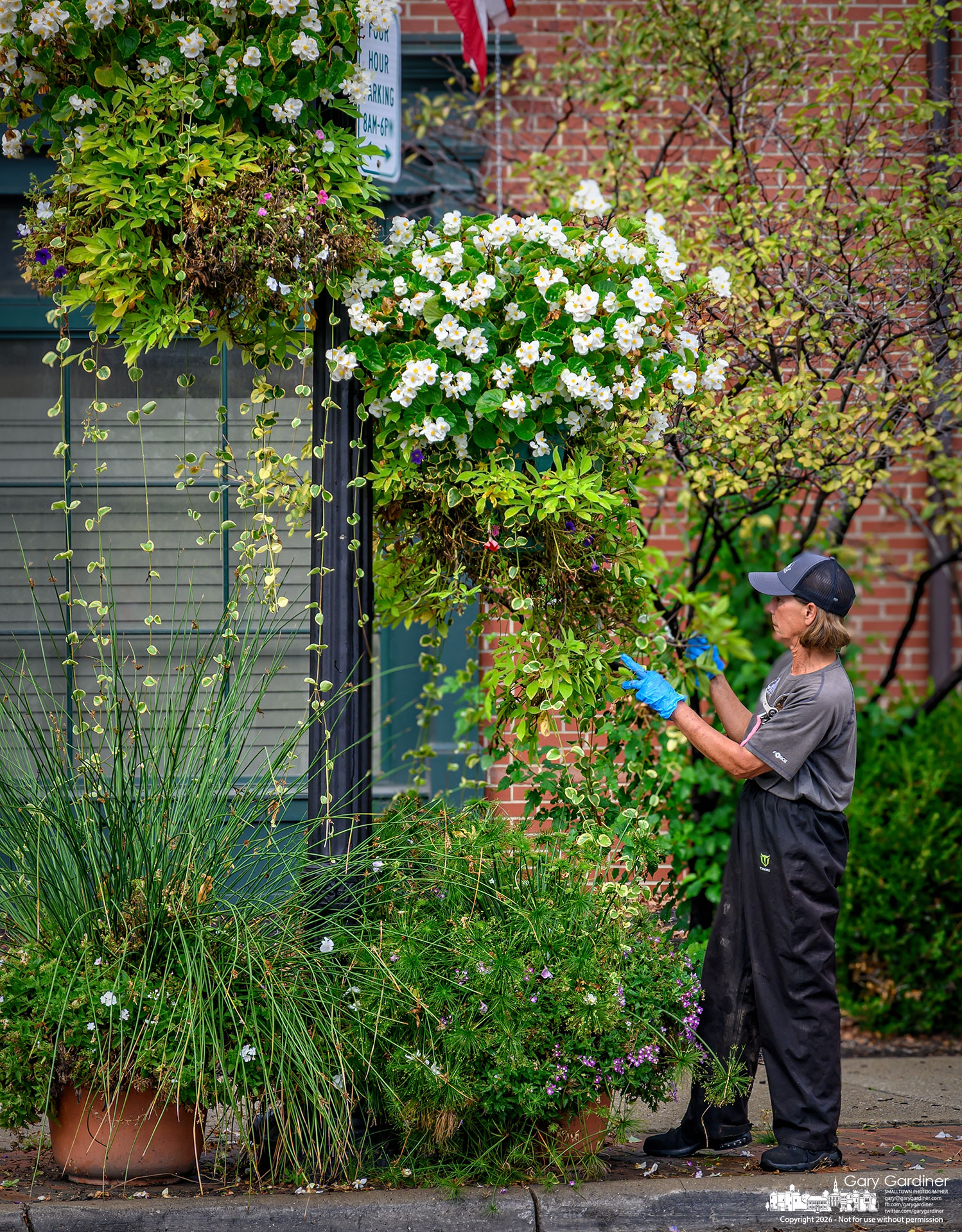 A landscaper with the city parks department deadheads a hanging basket on a light pole in Uptown as the city tries to extend the colorful display by several weeks with the pruning. (My Final Photo for September 17, 2026. Photo by Gary Gardiner)