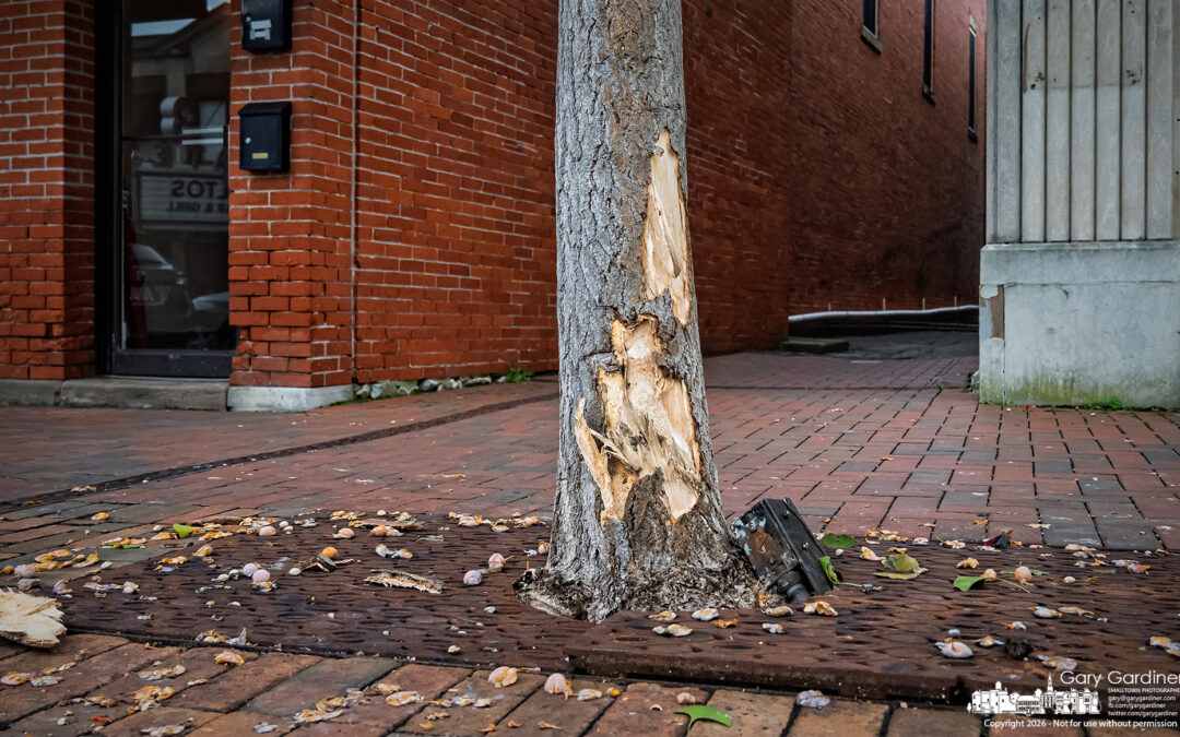 Gouged The Ginkgo