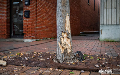 Gouged The Ginkgo