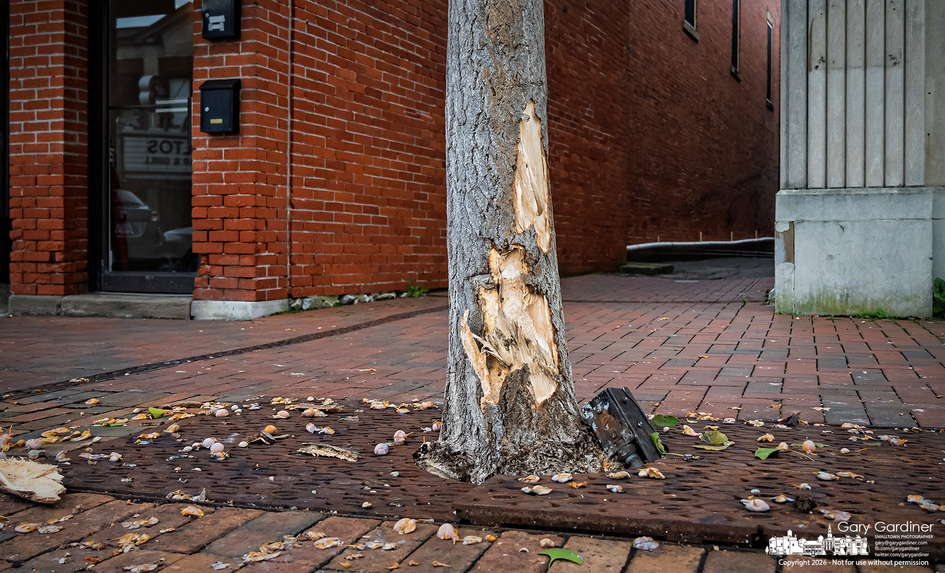 A ginkgo tree in Uptown bears the scars of a car crash from several days ago, in which the vehicles spread their damage to the landscaping. (My Final Photo for September 22, 2026. Photo by Gary Gardiner)