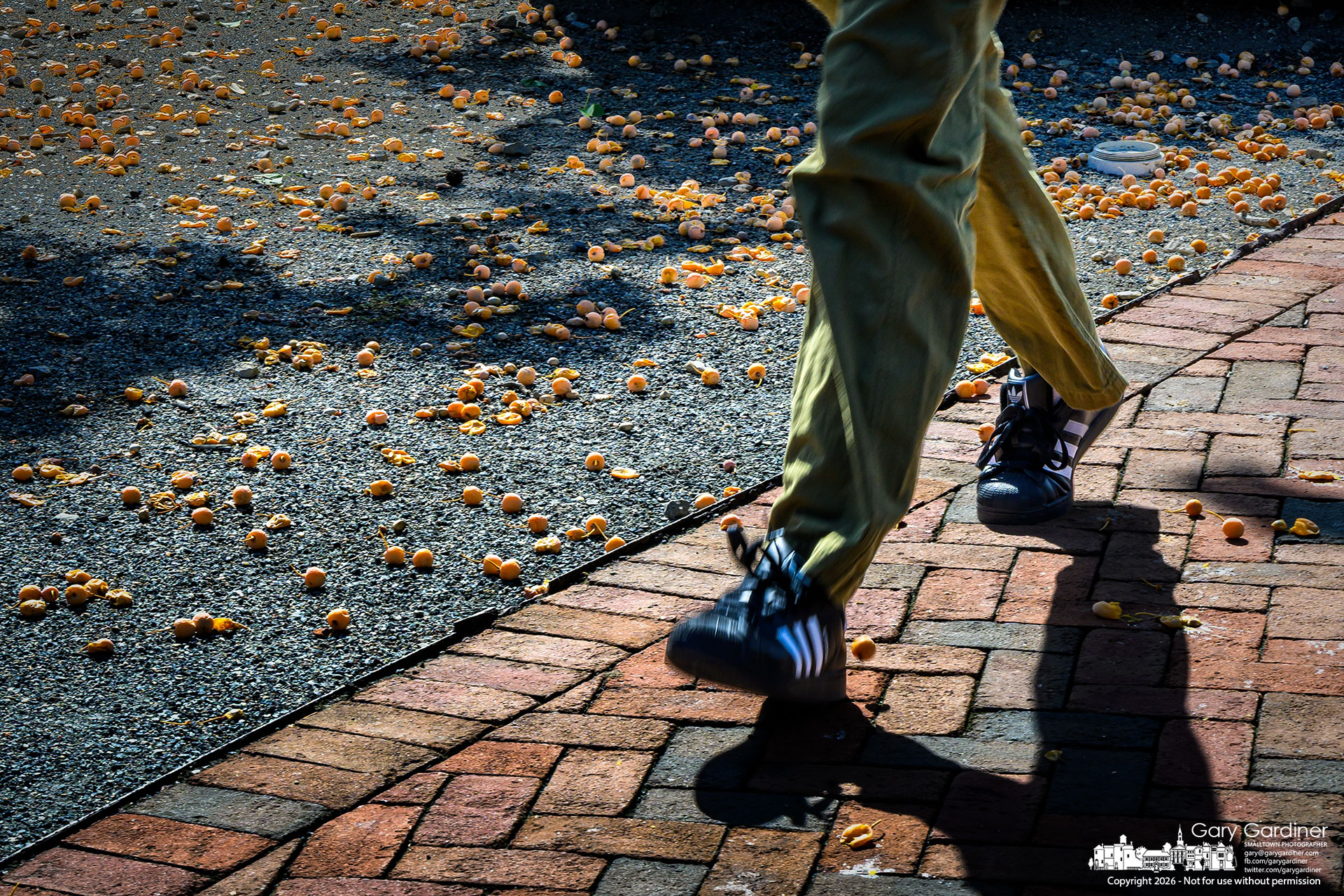 A pedestrian navigates his way around and through a carpet of ripe fruit that fell from the large ginkgo on the thoroughfare just north of city hall. (My Final Photo for September 17, 2026. Photo by Gary Gardiner)