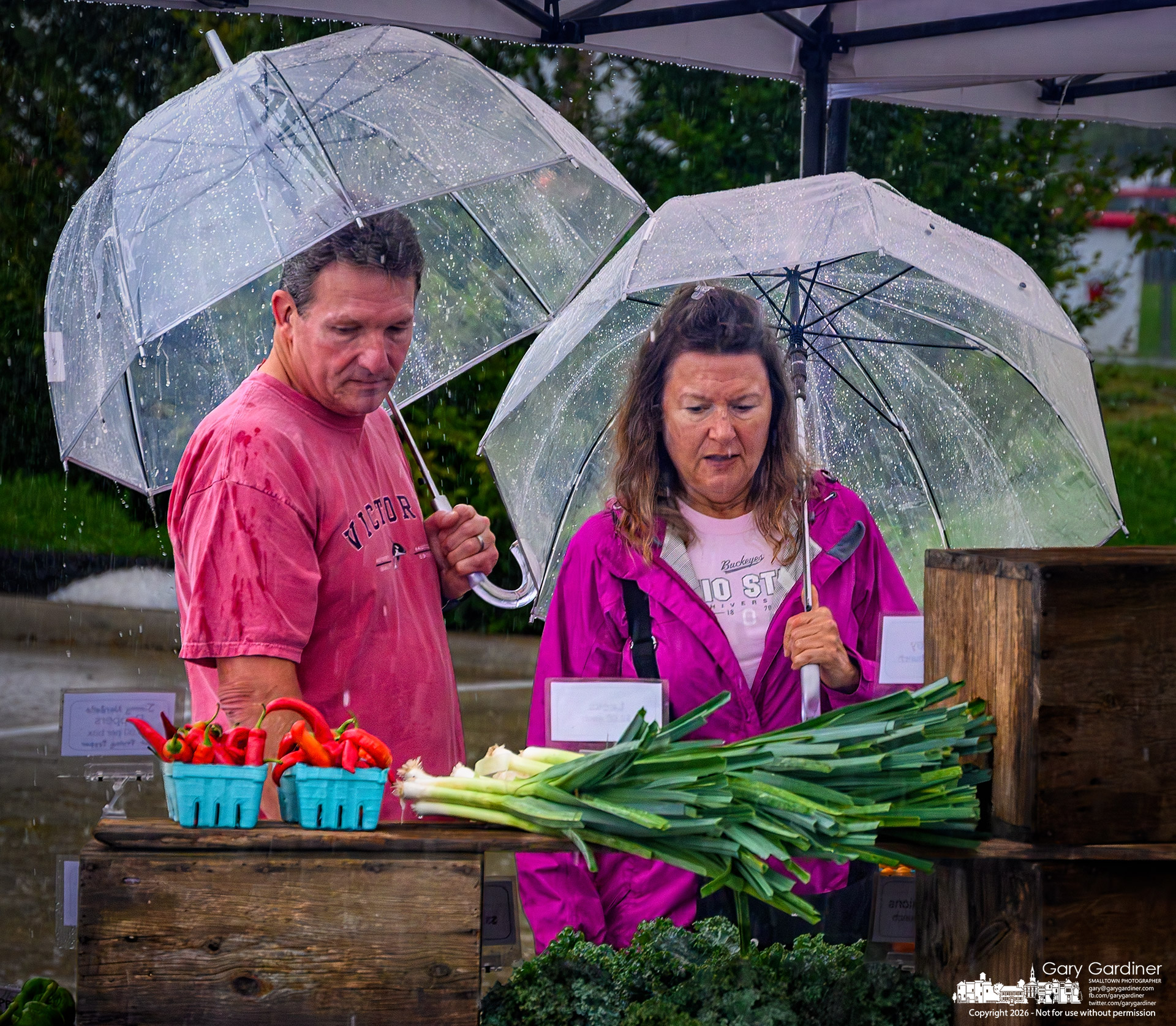 Keeping the rain away with clear bubble umbrellas, a couple shops for vegetables at the rain-shortened Saturday Farmers Market in Westerville. (My Final Photo for September 12, 2026. Photo by Gary Gardiner)