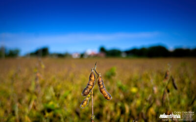 Soybeans Drying In The Sun