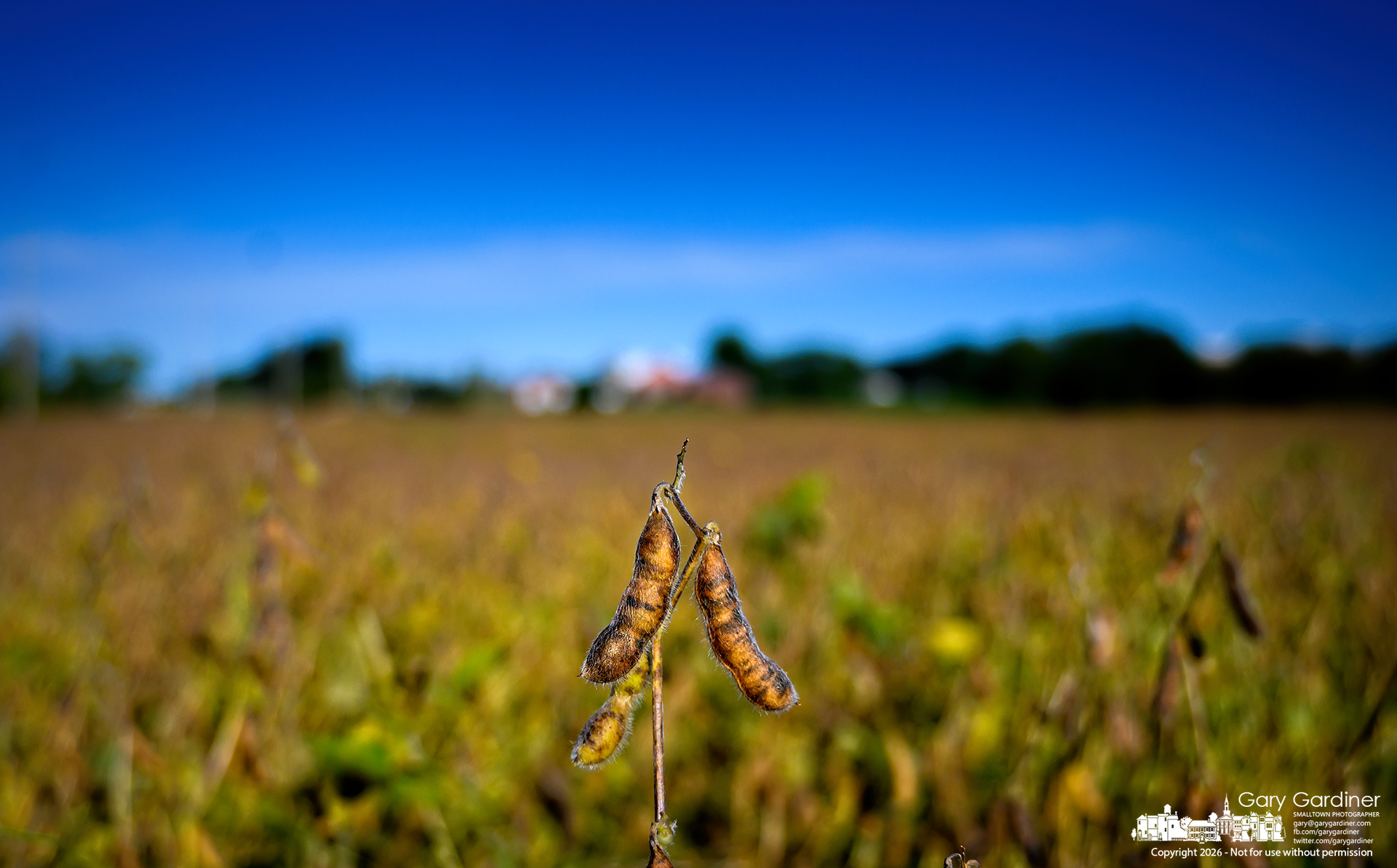 Soybeans on the Yarnell Farm fields along Cleveland Ave. are approaching moisture levels low enough to be harvested soon. (My Final Photo for September 24, 2026. Photo by Gary Gardiner)