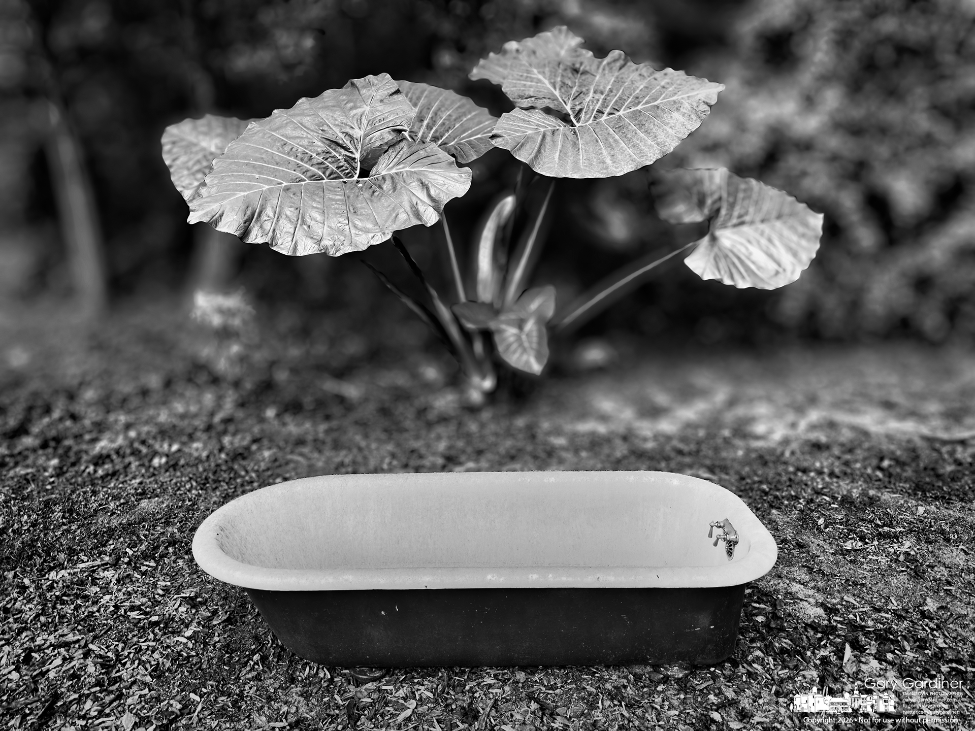 Elephant ear plant leaves stand over a backyard bathtub in a Florida backyard. (My Final Photo for October 22, 2026. Photo by Gary Gardiner)