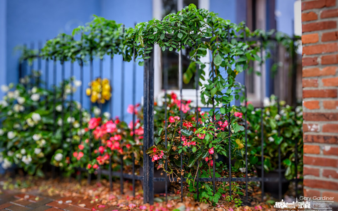Florist’s Fence Flowers