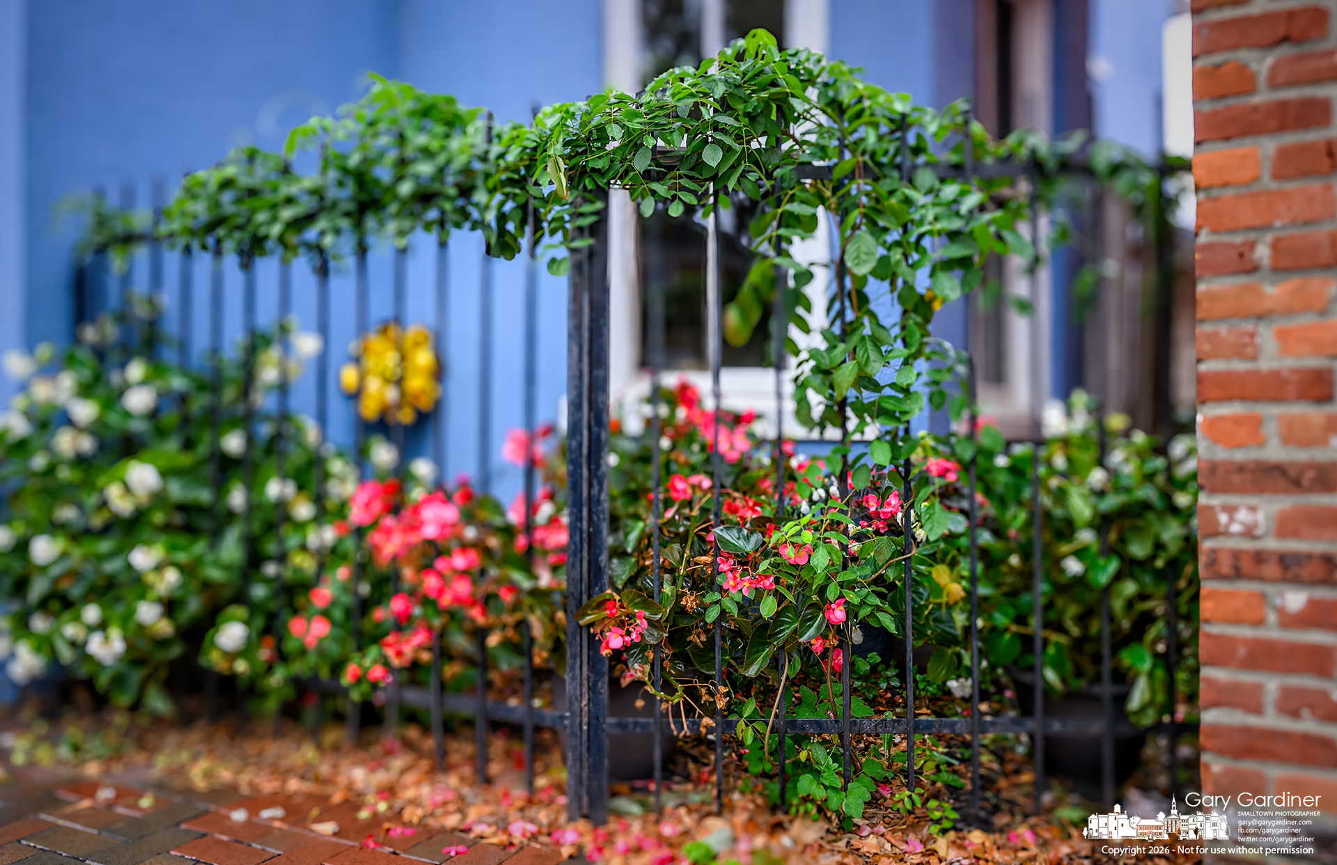 Entangled summer vines and fall flowers decorate the wrought-iron fence at Westerville Florists on south State Street. (My Final Photo for October 14, 2026. Photo by Gary Gardiner)