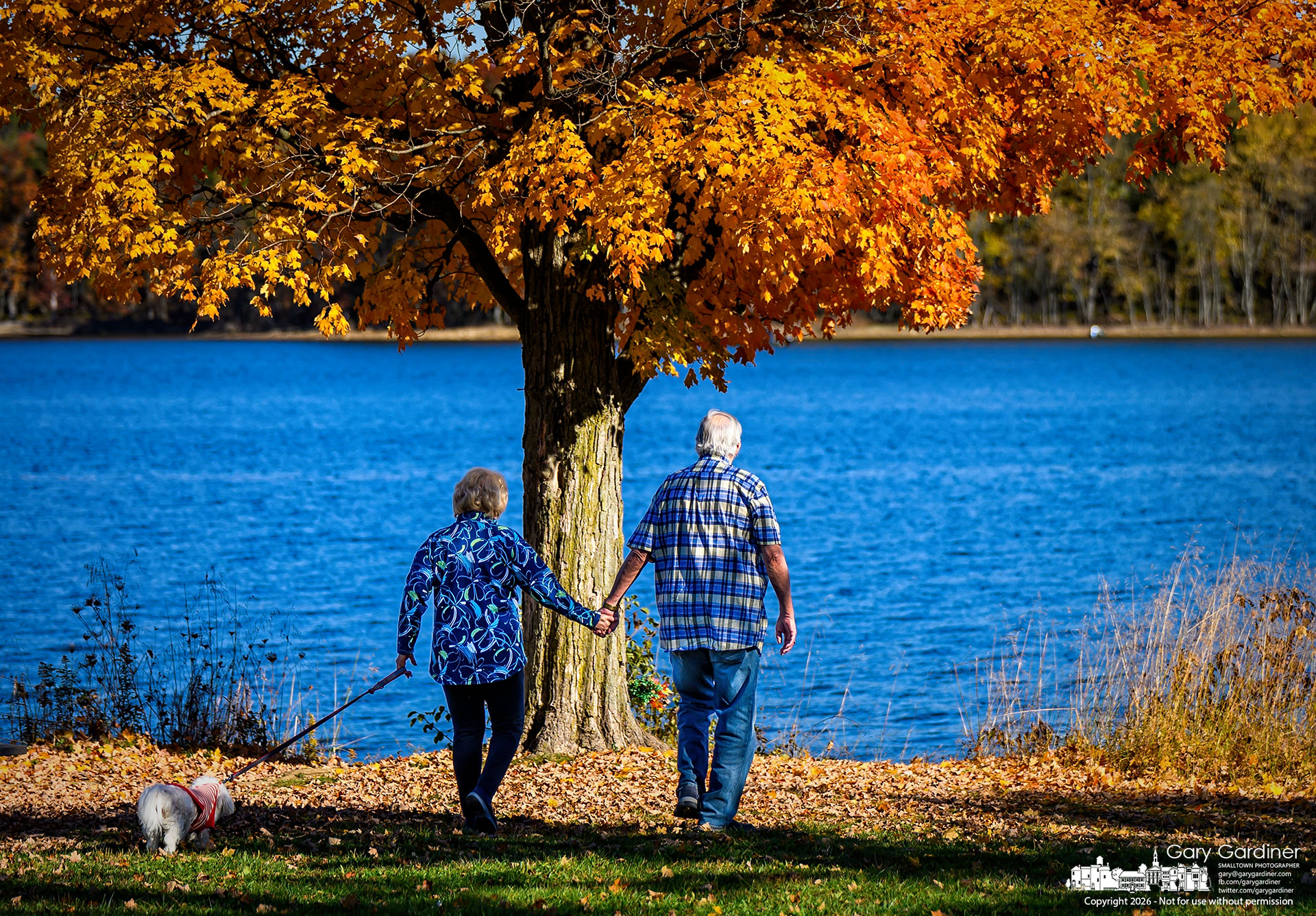 A couple and their dog walk to the water's edge at Red Bank Park, where they pause for photos beneath the maple tree in full fall colors. (My Final Photo for October 30, 2026. Photo by Gary Gardiner)
