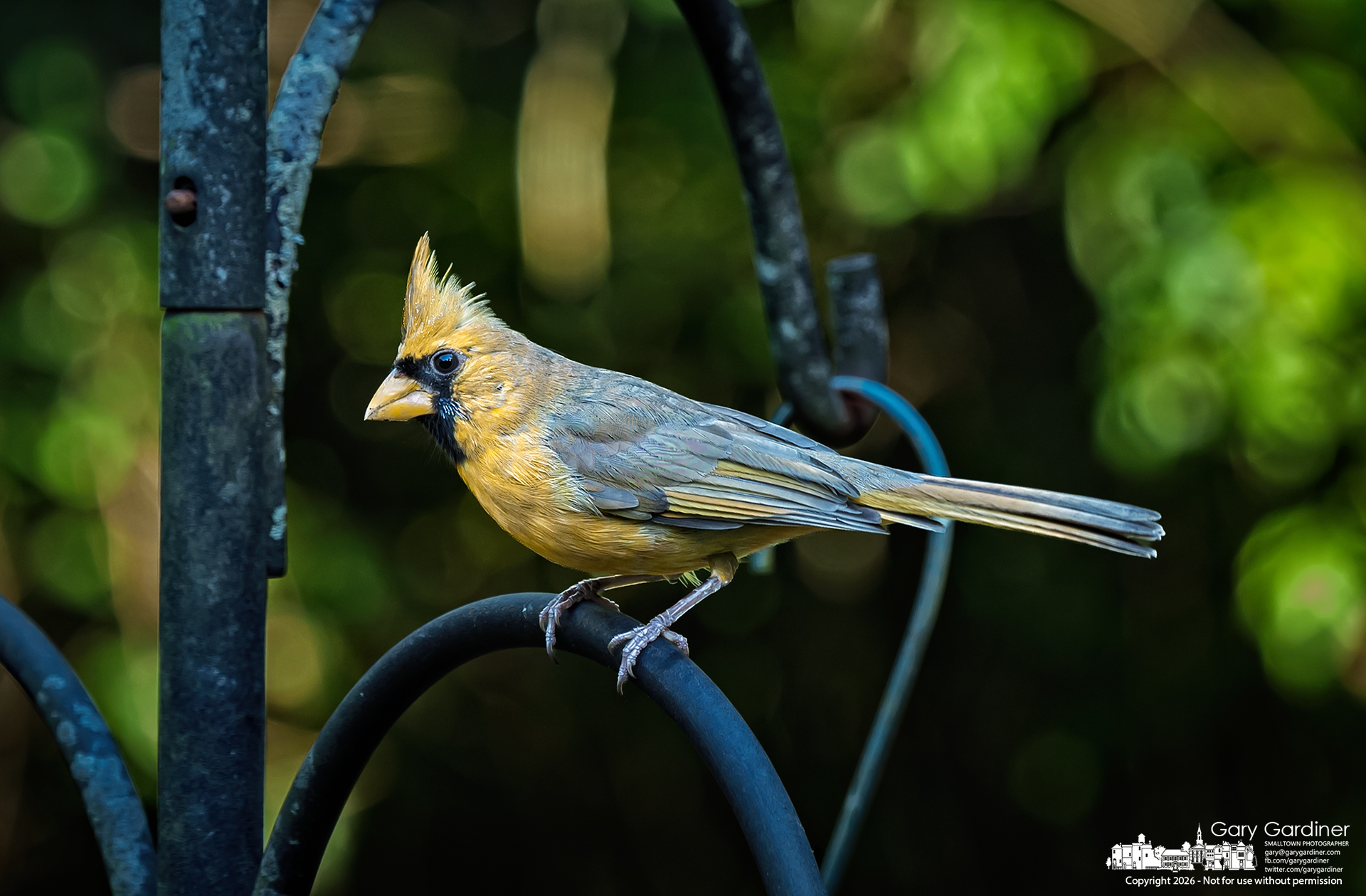 A rare yellow Cardinal sits on the arm of a bird feeder in a Florida yard on Wednesday afternoon. (My Final Photo for October 21, 2026. Photo by Gary Gardiner)