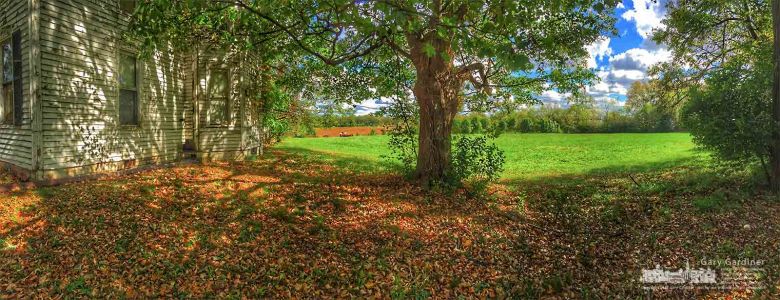 Maple leaves begin to cover the ground under the large tree at the old farmhouse on the Braun Farm in Westerville. My Final Photo for Oct. 16, 2017. Maple leaves begin to cover the ground under the large tree at the old farmhouse on the Braun Farm in Westerville. My Final Photo for Oct. 16, 2017.