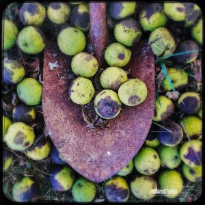 A collection of freshly fallen walnuts is gathered in and around a shovel on the grounds of the Braun Farm. My Final Photo for Oct. 2, 2017. A collection of freshly fallen walnuts is gathered in and around a shovel on the grounds of the Braun Farm. My Final Photo for Oct. 2, 2017.