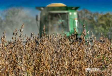 A combine runs through the last sections of soybeans on the Braun Farm property off Cooper Road. My Final Photo for Oct. 20, 2017. A combine runs through the last sections of soybeans on the Braun Farm property off Cooper Road. My Final Photo for Oct. 20, 2017.