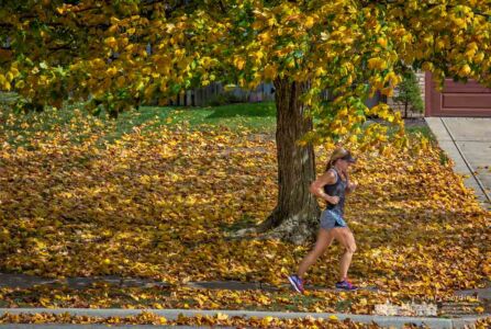 A runner travels under a maple tree beginning to shed its leaves despite the warmer weather than normal for early October. My Final Photo for Oct. 7, 2017. A runner travels under a maple tree beginning to shed its leaves despite the warmer weather than normal for early October. My Final Photo for Oct. 7, 2017.