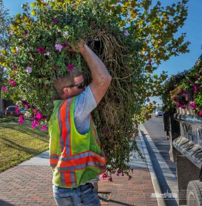 A city worker shoulders a petunia hanging basket as he carries it to a waiting truck after removing it from a city light pole. My Final Photo for Oct. 3, 2017. A city worker shoulders a petunia hanging basket as he carries it to a waiting truck after removing it from a city light pole. My Final Photo for Oct. 3, 2017.