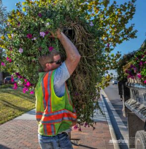 A city worker shoulders a petunia hanging basket as he carries it to a waiting truck after removing it from a city light pole. My Final Photo for Oct. 3, 2017. A city worker shoulders a petunia hanging basket as he carries it to a waiting truck after removing it from a city light pole. My Final Photo for Oct. 3, 2017.