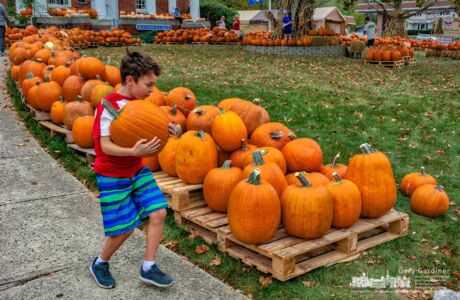 A young and enthusiastic pumpkin shopper adds a third pumpkin to his selections as he and his brother pick out pumpkins from the 2,580 choices at the Troop 560 Pumpkin Patch in Uptown Westerville. My Final Photo for Oct. 4, 2017. A young and enthusiastic pumpkin shopper adds a third pumpkin to his selections as he and his brother pick out pumpkins from the 2,580 choices at the Troop 560 Pumpkin Patch in Uptown Westerville. My Final Photo for Oct. 4, 2017.