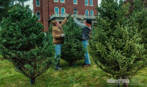 Troop 192 Boy Scouts, their leaders, and family began Saturday morning placing 300 trees in their sales lot at Central College Presbyterian Church on Sunbury Road. My Final Photo for Nov. 18, 2017. Troop 192 Boy Scouts, their leaders, and family began Saturday morning placing 300 trees in their sales lot at Central College Presbyterian Church on Sunbury Road. My final Photo for Nov. 18, 2017.
