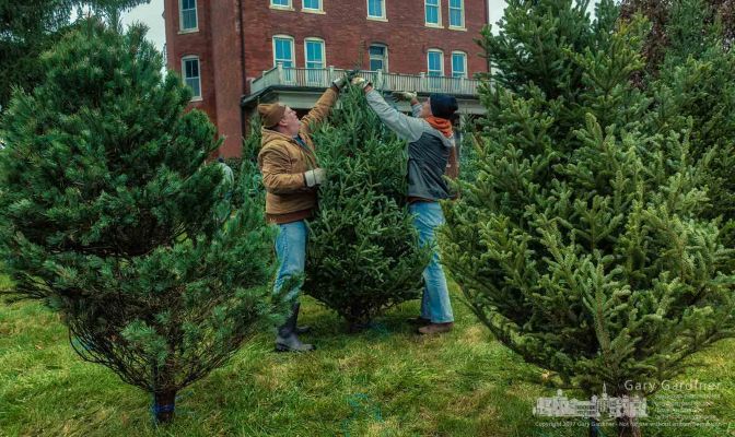 Troop 192 Boy Scouts, their leaders, and family began Saturday morning placing 300 trees in their sales lot at Central College Presbyterian Church on Sunbury Road. My Final Photo for Nov. 18, 2017. Troop 192 Boy Scouts, their leaders, and family began Saturday morning placing 300 trees in their sales lot at Central College Presbyterian Church on Sunbury Road. My final Photo for Nov. 18, 2017.