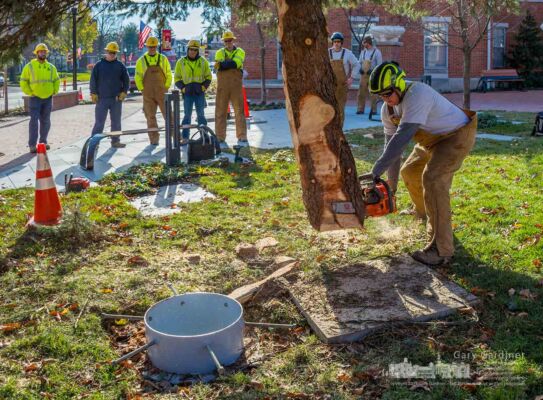 City workers install the Christmas tree in the renovated courtyard in front of city hall. My Final Photo for Nov. 27, 2017. City workers install the Christmas tree in the renovated courtyard in front of city hall. My Final Photo for Nov. 27, 2017.