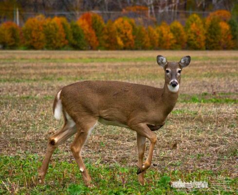 A doe pauses in her trek across the soybean field at the Braun Farm to inspect a photographer with camera raised to his eye. My Final Photo for Nov. 6, 2017.