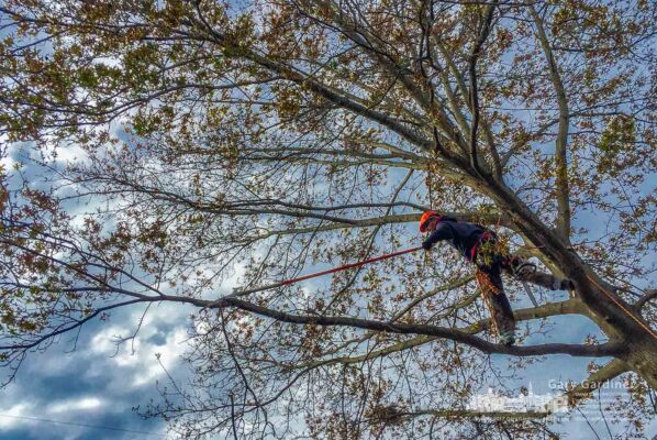 A tree trimmer stretches to reach a hanging dead limb on a pin oak tree that he and his crew trimmed Tuesday. My Final Photo for Nov. 21, 2017. A tree trimmer stretches to reach a hanging dead limb on a pin oak tree trhat he and his crew trimmed Tuesday. My Final Photo for Nov. 21, 2017.