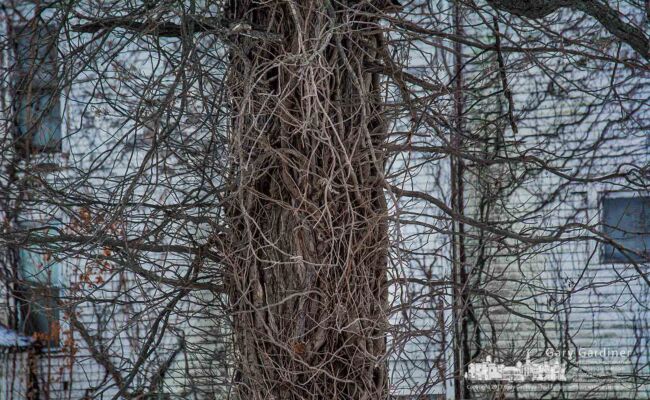 Poison Ivy tendrils exposed in the cold of winter spread from one of the trees at the entrance to the Braun Farm. My Final Photo for Dec. 26, 2017. Poison Ivy tendrils exposed in the cold of winter spread from one of the trees at the entrance to the Braun Farm. My Final Photo for Dec. 26, 2017.