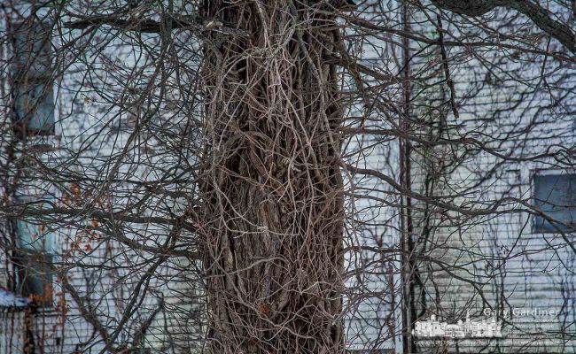 Poison Ivy tendrils exposed in the cold of winter spread from one of the trees at the entrance to the Braun Farm. My Final Photo for Dec. 26, 2017. Poison Ivy tendrils exposed in the cold of winter spread from one of the trees at the entrance to the Braun Farm. My Final Photo for Dec. 26, 2017.