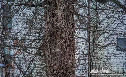 Poison Ivy tendrils exposed in the cold of winter spread from one of the trees at the entrance to the Braun Farm. My Final Photo for Dec. 26, 2017. Poison Ivy tendrils exposed in the cold of winter spread from one of the trees at the entrance to the Braun Farm. My Final Photo for Dec. 26, 2017.