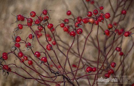 Rose hips growing along the shoreline at Highlands Wetlands add a vibrant color to the more drab colors of winter. My Final Photo for Dec. 27, 2017. Rose hips growing along the shoreline at Highlands Wetlands add a vibrant color to the more drab colors of winter. My Final Photo for Dec. 27, 2017.