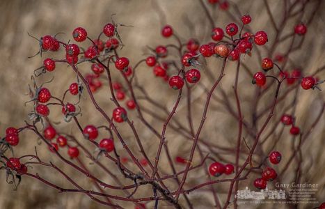Rose hips growing along the shoreline at Highlands Wetlands add a vibrant color to the more drab colors of winter. My Final Photo for Dec. 27, 2017. Rose hips growing along the shoreline at Highlands Wetlands add a vibrant color to the more drab colors of winter. My Final Photo for Dec. 27, 2017.