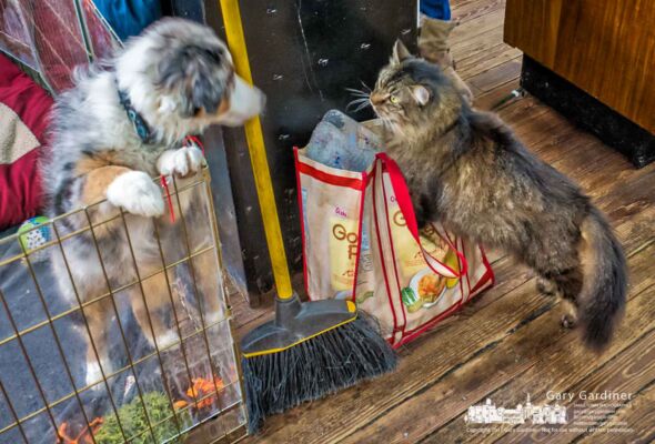 “Stinky,” the resident cat at Westerville Antiques gets a close look at “Jax” the Aussie Shepherd pup of the new owners of the store on the first day they took over operation of the Uptown business. My Final Photo for Dec. 12, 2017. “Stinky,” the resident cat at Westerville Antiques gets a close look at “Jax” the Aussie Shepherd pup of the new owners of the store on the first day they took over operation of the Uptown business. My Final Photo for Dec. 12, 2017.